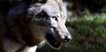Loup